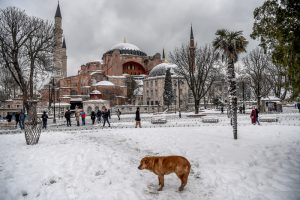 A stray dog stands in front of the Hagia Sophia Museum at the Blue mosque (Sultan Ahmet) district during snowfalls in Istanbul on January 8, 2017. Heavy snow blanketed Istanbul for a second day on January 8, 2017, resulting in the cancellation of hundreds of flights and more disruption for thousands of travellers. The snowfall was forecast to lessen later in the day but unusually cold temperatures, even for the time of year, well below freezing were expected throughout the week / AFP PHOTO / OZAN KOSE