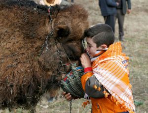 IZMIR, TURKEY - JANUARY 15: Yalin Senturk, 13, strokes a camel during the 35th Selcuk Ephesus Camel Wrestling Festival in Izmir, Turkey on January 15, 2017. Despite the cold and rainy weather a big crowd came to watch the 35th Selcuk Ephesus Camel Wrestling Festival, where 104 camel brought from Aegean, Mediterranean and Marmara wrestled at so called "center of camel wrestling". Festival was organized by Selcuk Ephesus Symposium on Culture of Camel-Dealing and Camel Wrestling Organization Committee with the support of Selcuklu Municipality at Wrestling Field of Pamucak. Cem Oksuz / Anadolu Agency
