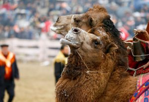 IZMIR, TURKEY - JANUARY 15: Camels wrestle during the 35th Selcuk Ephesus Camel Wrestling Festival in Izmir, Turkey on January 15, 2017. Despite the cold and rainy weather a big crowd came to watch the 35th Selcuk Ephesus Camel Wrestling Festival, where 104 camel brought from Aegean, Mediterranean and Marmara wrestled at so called "center of camel wrestling". Festival was organized by Selcuk Ephesus Symposium on Culture of Camel-Dealing and Camel Wrestling Organization Committee with the support of Selcuklu Municipality at Wrestling Field of Pamucak. Cem Oksuz / Anadolu Agency