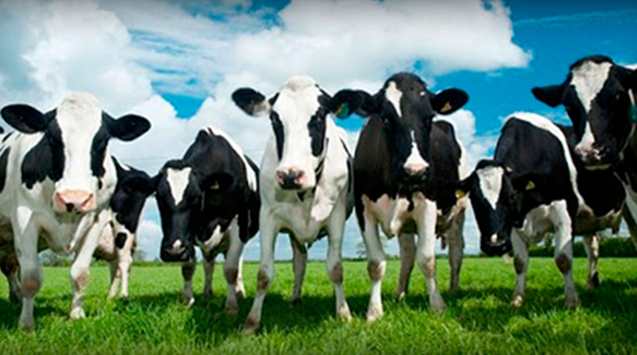 Turkish association ‘deports’ 40 Dutch cows in retaliation