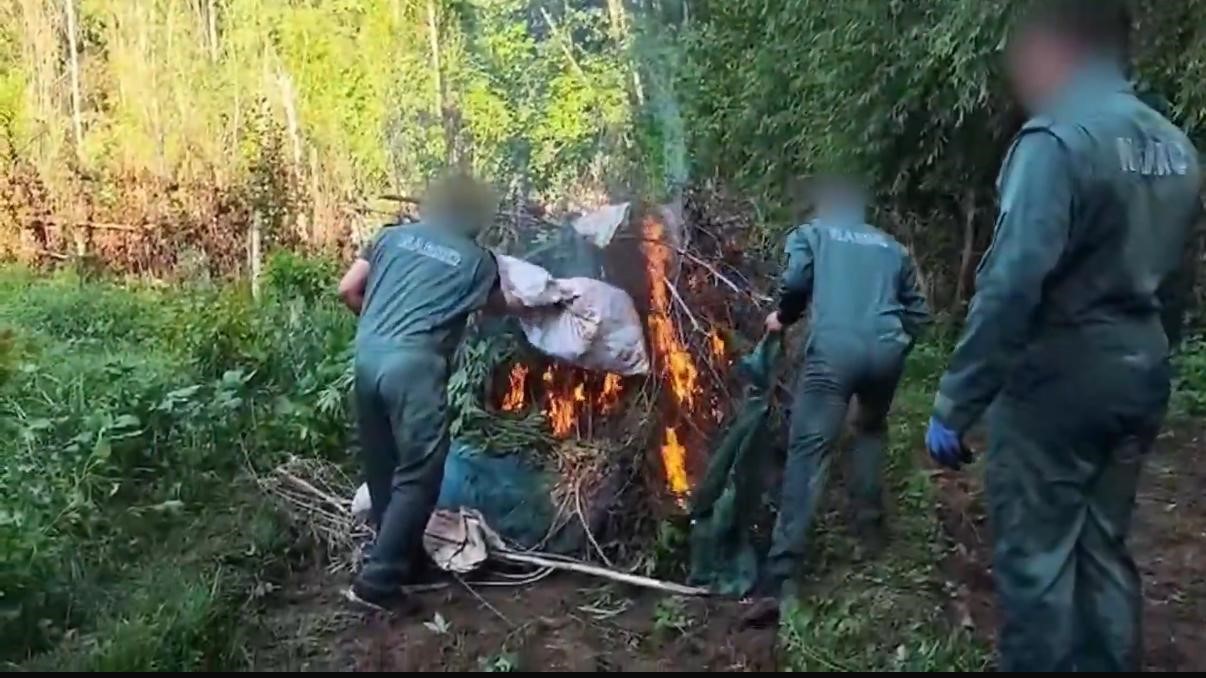 Turkey destroys 30,000 marijuana plants: report