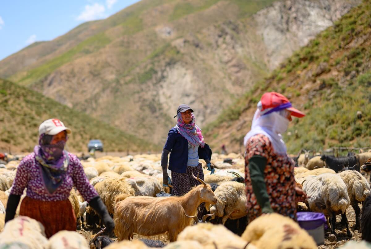 Kurdish farmers return to mountains in peace as PKK tensions calm