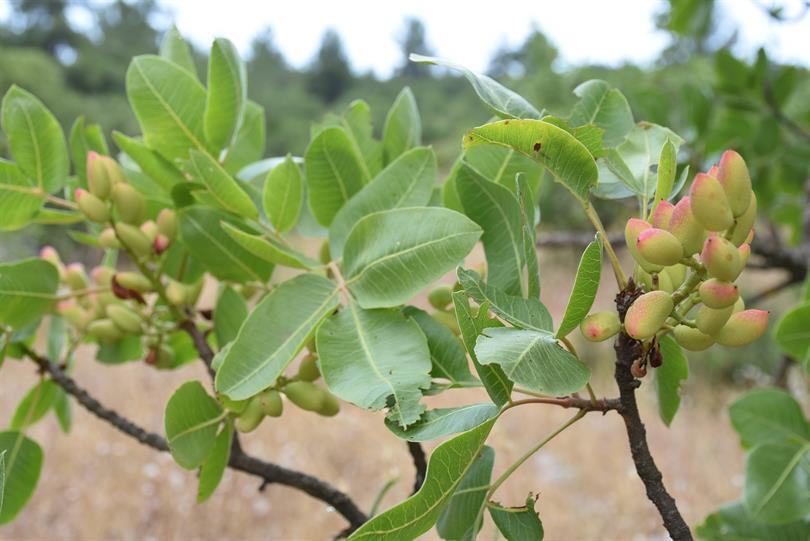 Turkey eases pistachio import rules ahead of Erdoğan–Trump meeting