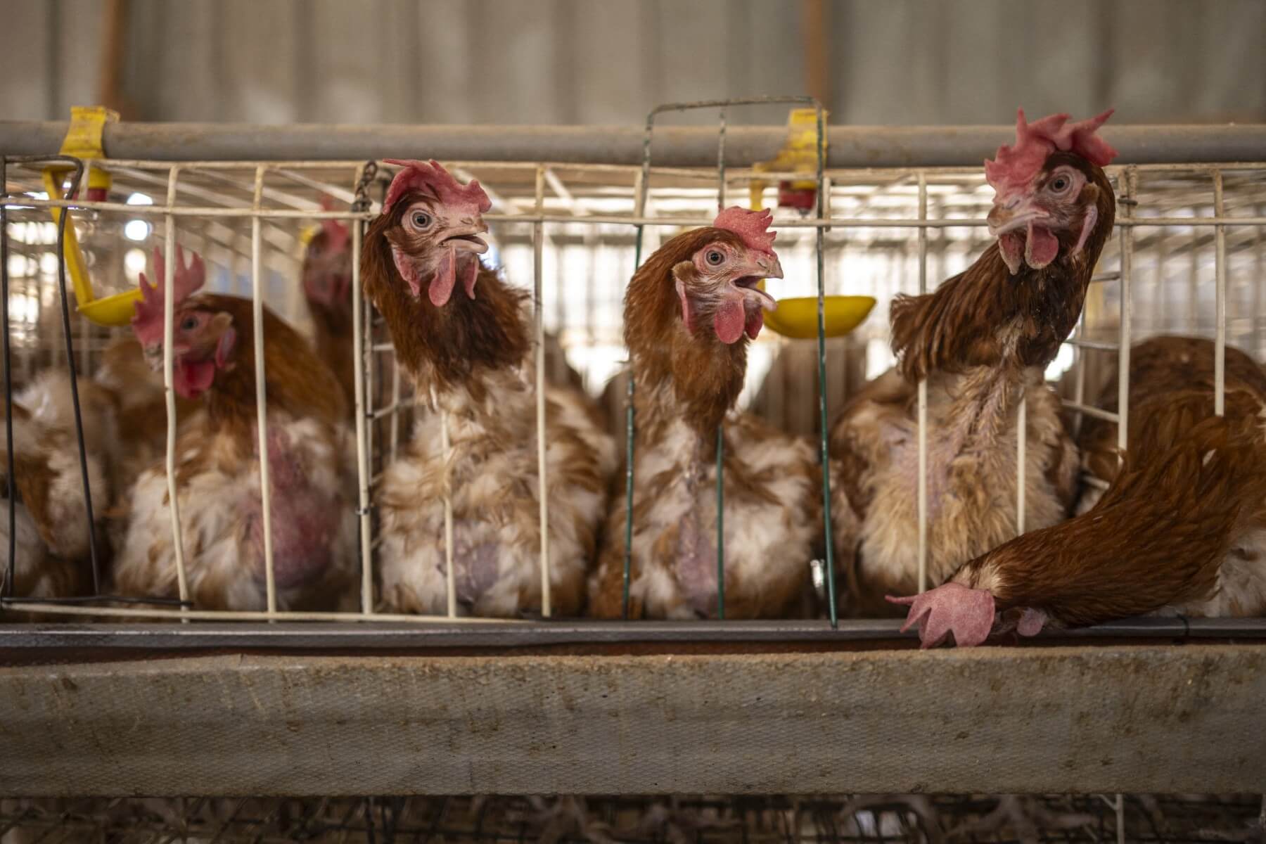 Turkey detains 32, appoints trustees to major poultry producers in price-fixing probe